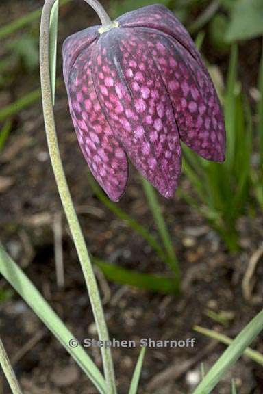 fritillaria meleagris 2 graphic